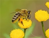 Bee collecting pollen from a yellow flower