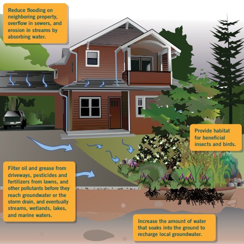 Rain garden infographic