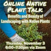 Online Native Plant Talk, Thursday, 11/3/2022, 6-7:30 pm, via Zoom