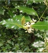 english holly