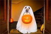 dog trick or treating