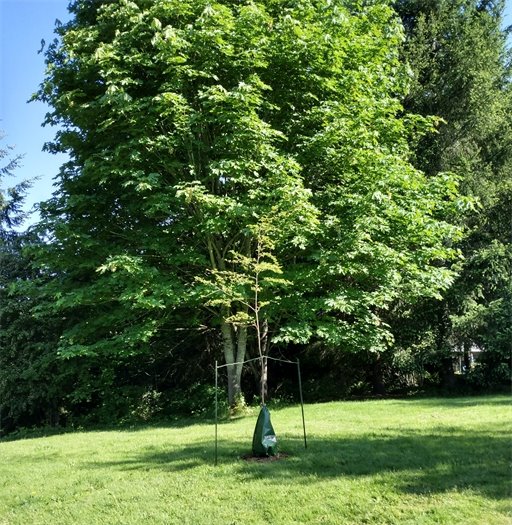 Tree at park with self-watering bag on it