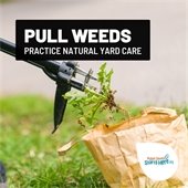 natural garden care pulling weeds