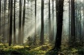 Forest with sunshine and mist casting shadows.