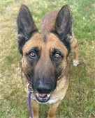 image of dog named Titan