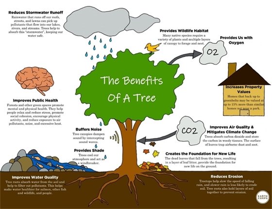 Benefits of a tree