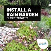 Install a rain garden