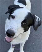 picture of dog named Galloway