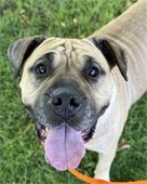 picture of Aretha the dog