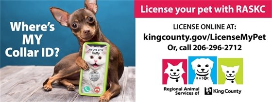 Photo of small dog holding cellphone and caption: Where's my collar ID?